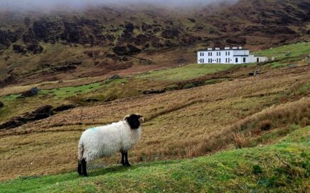 Keem Bay Sheep