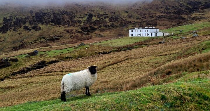 Keem Bay Sheep